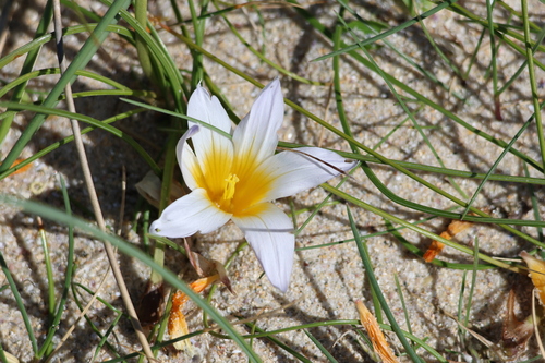 Romulea clusiana