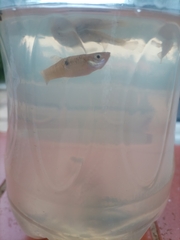 Brazilian Livebearer photo 3