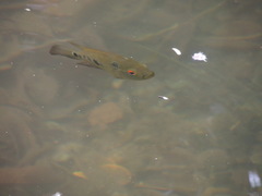 Amphilophus trimaculatus