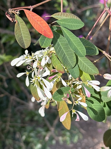 Foto de Leucena