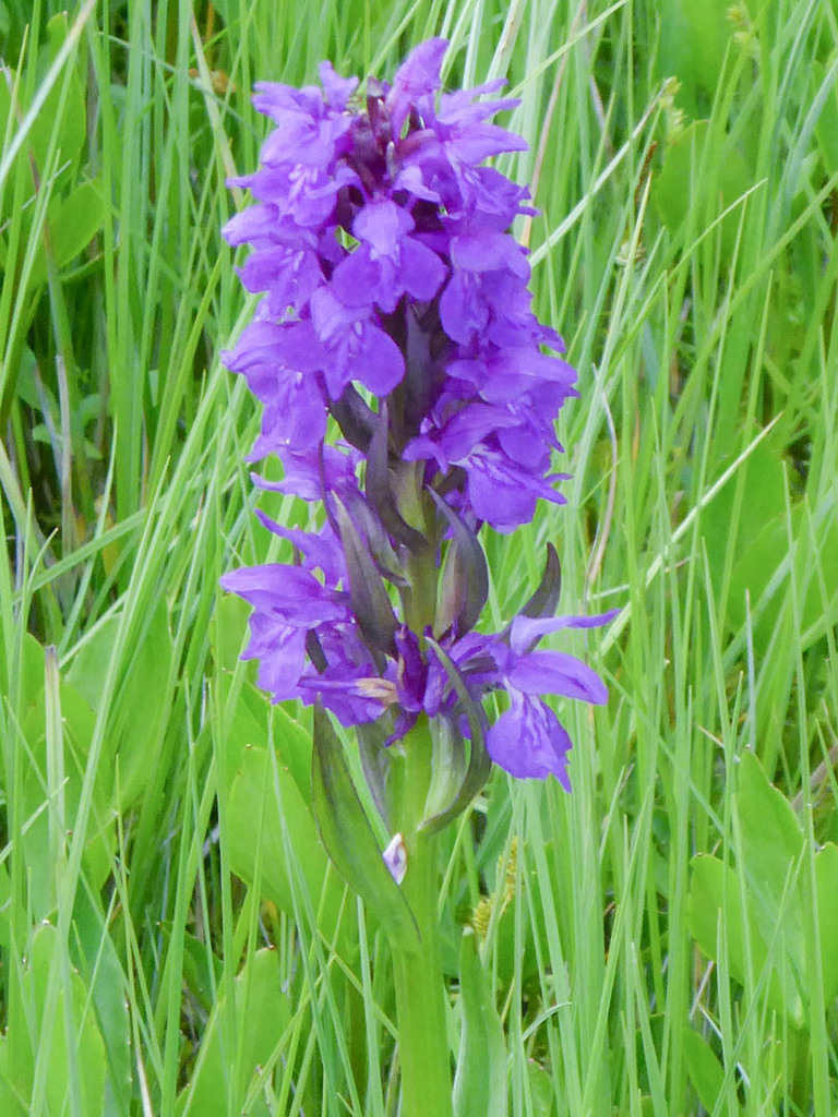 Dactylorhiza cordigera (Fr.) Soó