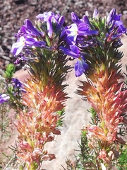 Lobelia valida