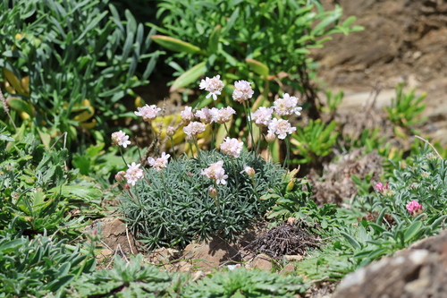 Armeria pubigera (Armeria pubigera)