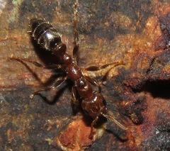 Pseudomyrmex triplarinus