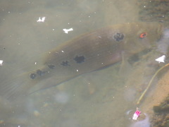 Amphilophus trimaculatus