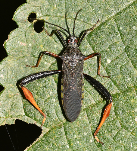 Stenometapodus aurantiacus