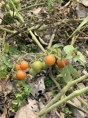 Solanum lycopersicum cerasiforme