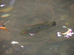 Amphilophus trimaculatus