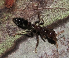 Pseudomyrmex triplarinus