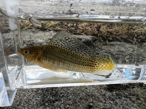 Molly Sailfin