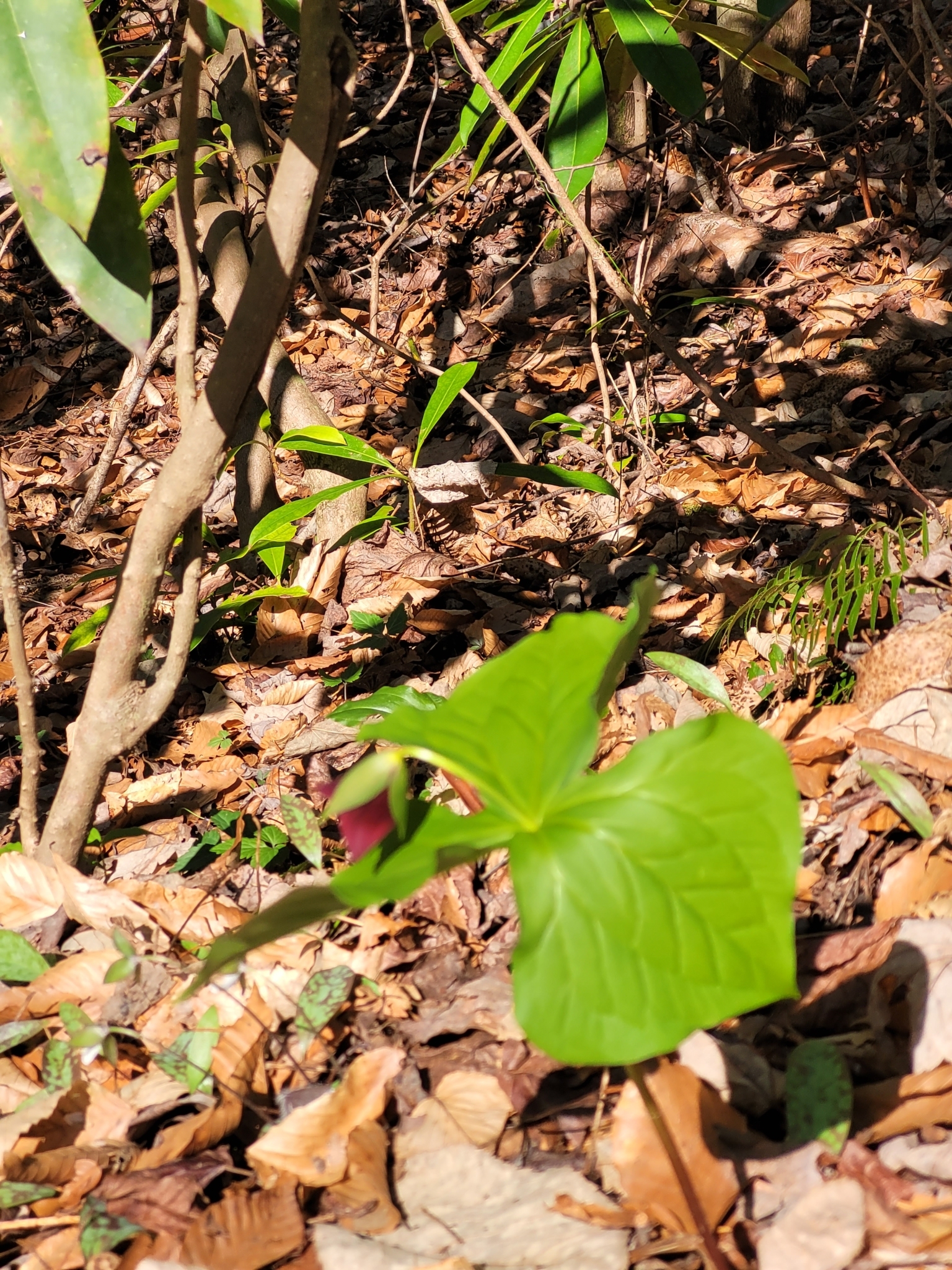 Imagem de Trillium vermelho