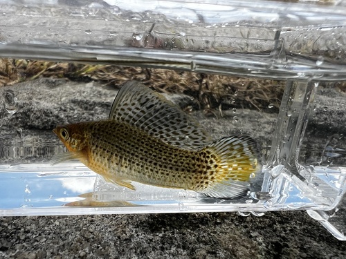 Molly Sailfin