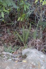 Blechnum punctulatum