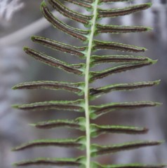 Blechnum punctulatum