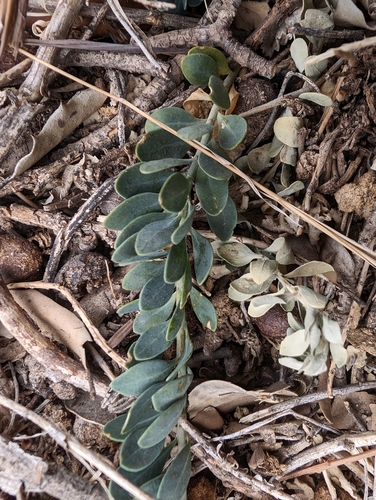 Image of Telephium imperati by (c) Simone Littledale, some rights reserved (CC BY)