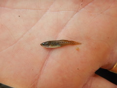 Fundulus pulvereus