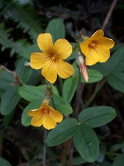 Oxalis integra