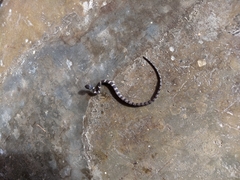 Dipsas sanctijoannis