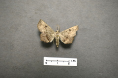 Ephyrodes