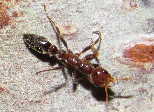 三分伪切叶蚁Pseudomyrmex triplarinus