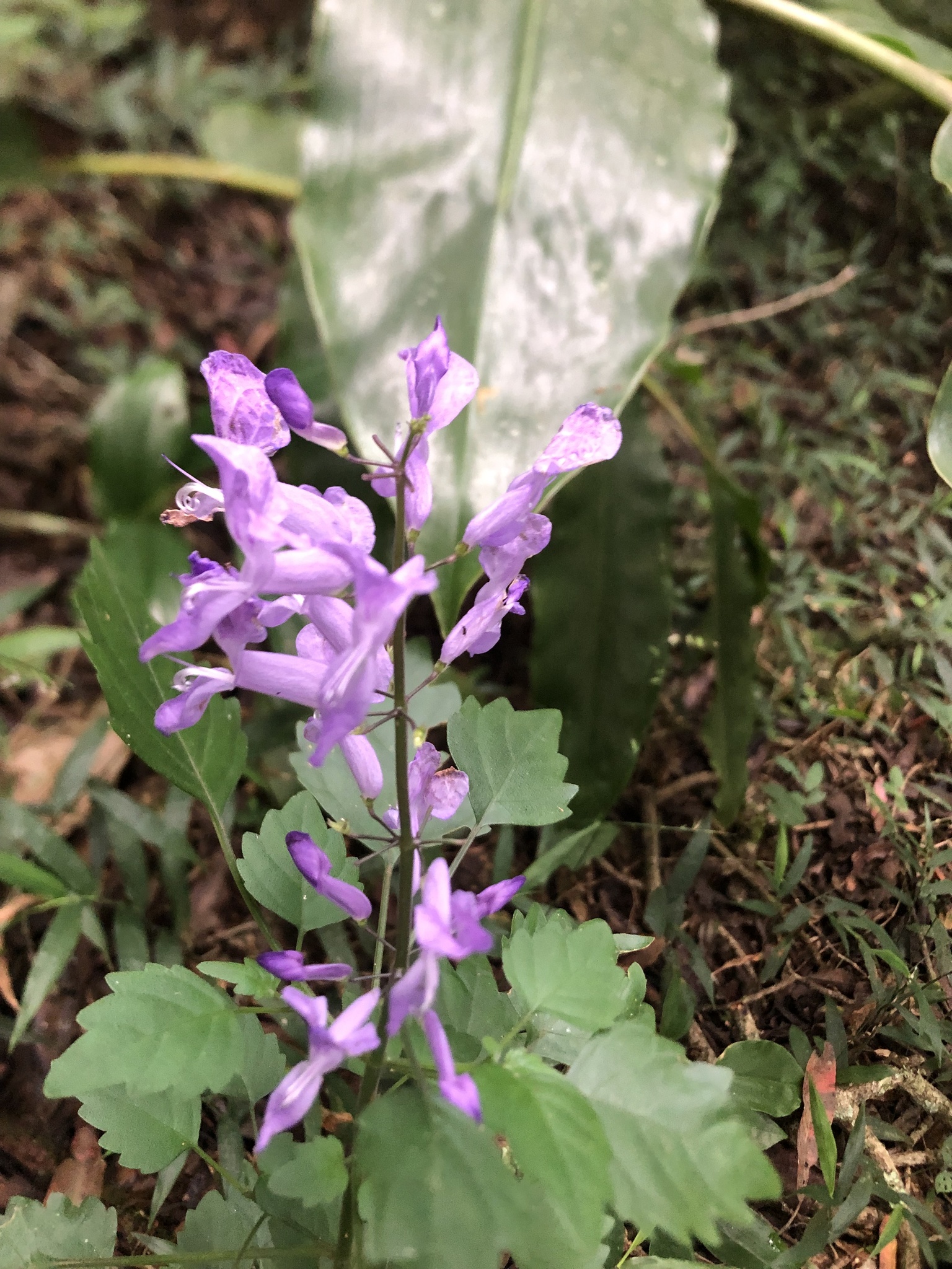 Imagem de Boldo-gambá