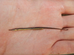 Syngnathus scovelli