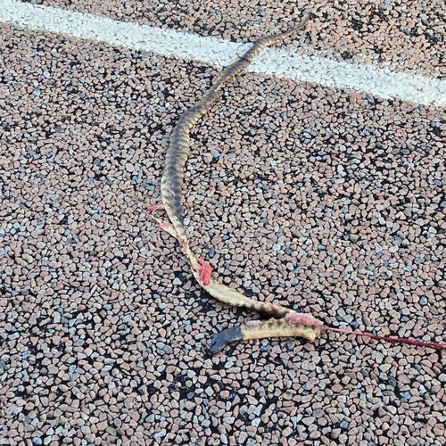 Black-headed Python sighting