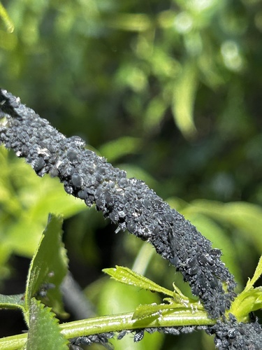 iNaturalist observation photo of Aphis