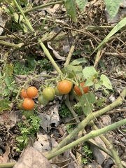 Solanum lycopersicum cerasiforme