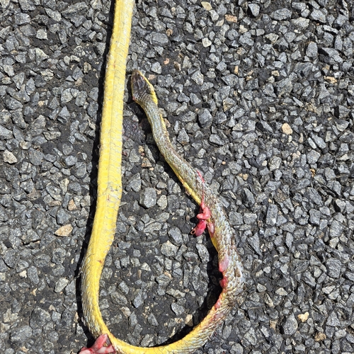 Common Tree Snake sighting