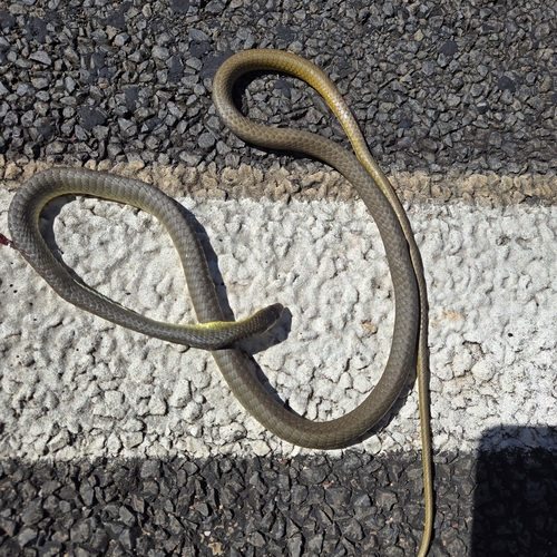 Common Tree Snake sighting