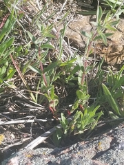 Epilobium canum