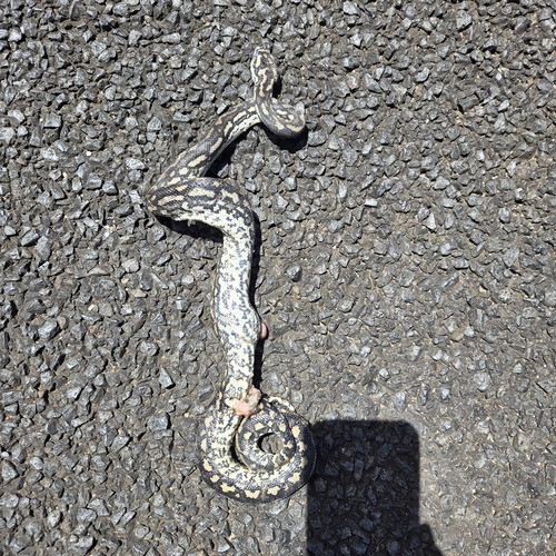 Jungle Carpet Python sighting