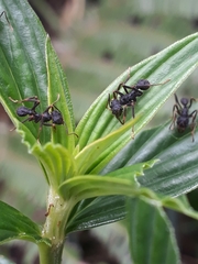 Acromyrmex aspersus