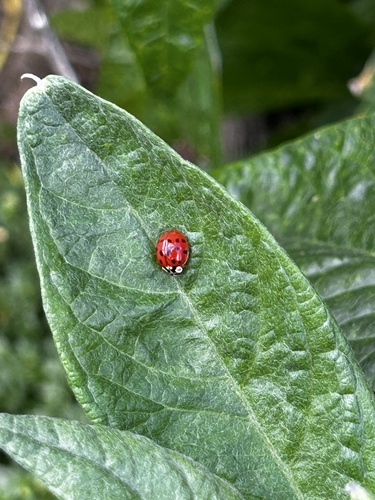 iNaturalist observation photo of Asian Lady Beetle