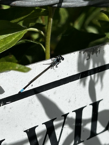 iNaturalist observation photo of Pacific Forktail