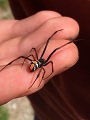 Latrodectus variolus