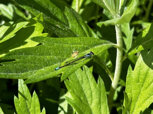 iNaturalist observation photo of Pacific Forktail