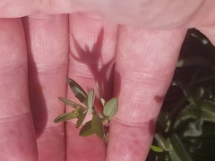Epilobium canum