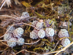Sedum clausenii
