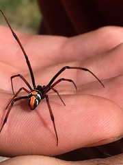 Latrodectus variolus
