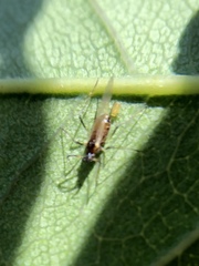 Macrosiphum rosae