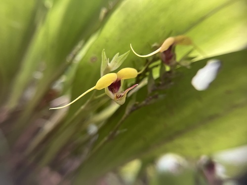 Scaphosepalum grande, photograph 1