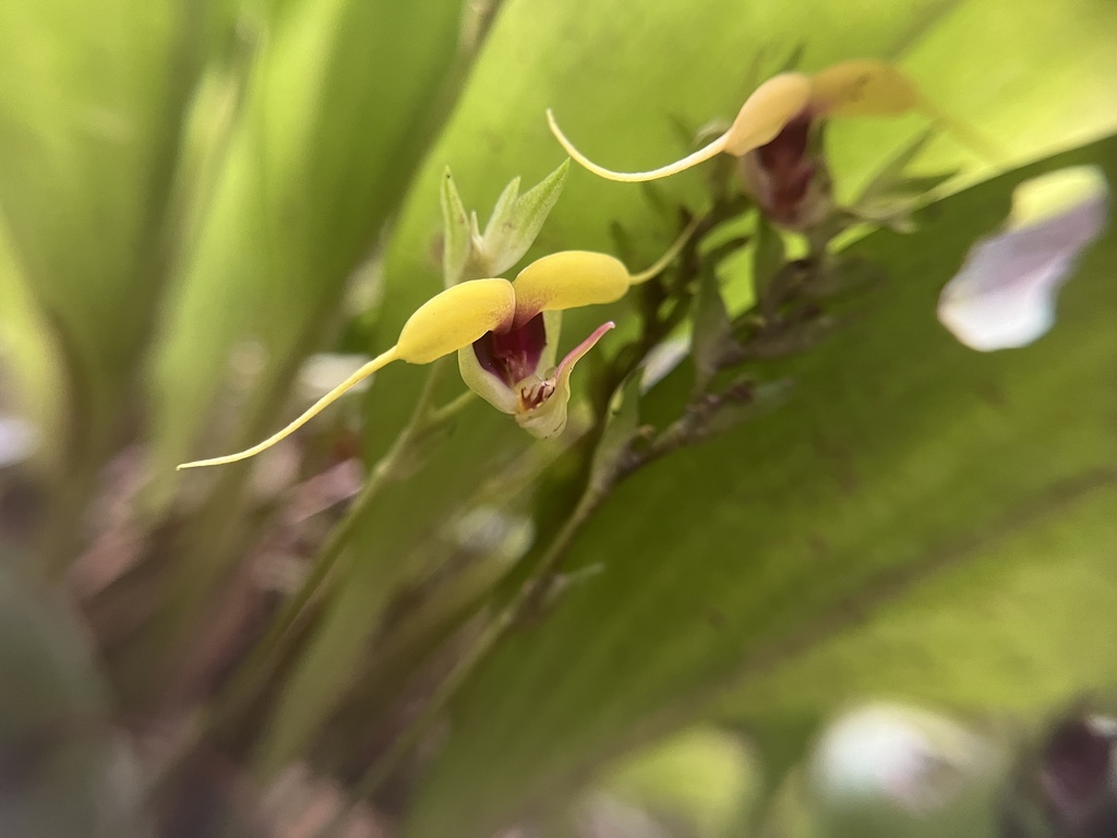 Scaphosepalum grande; photograph (c) harrier, some rights reserved (CC BY)