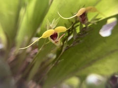 Scaphosepalum grande