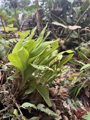 Scaphosepalum grande, photograph 2