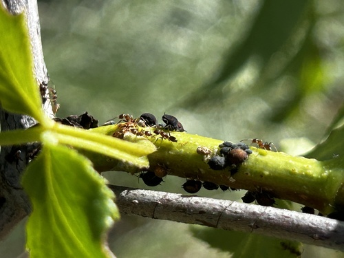 iNaturalist observation photo of Elder Aphid