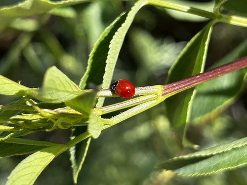 iNaturalist observation photo of Spotless Lady Beetle