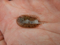 Trinectes maculatus
