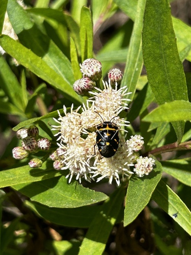 iNaturalist observation photo of Harlequin Bug